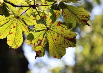 Seasonal Trends